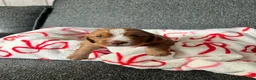Cocker Spaniel dogs for sale: Cocker puppies in Bishop Auckland - Advert 4