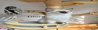 Ragdoll 5