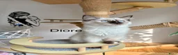 Ragdoll cats for sale: Beautiful ragdoll kittens  - Advert 11