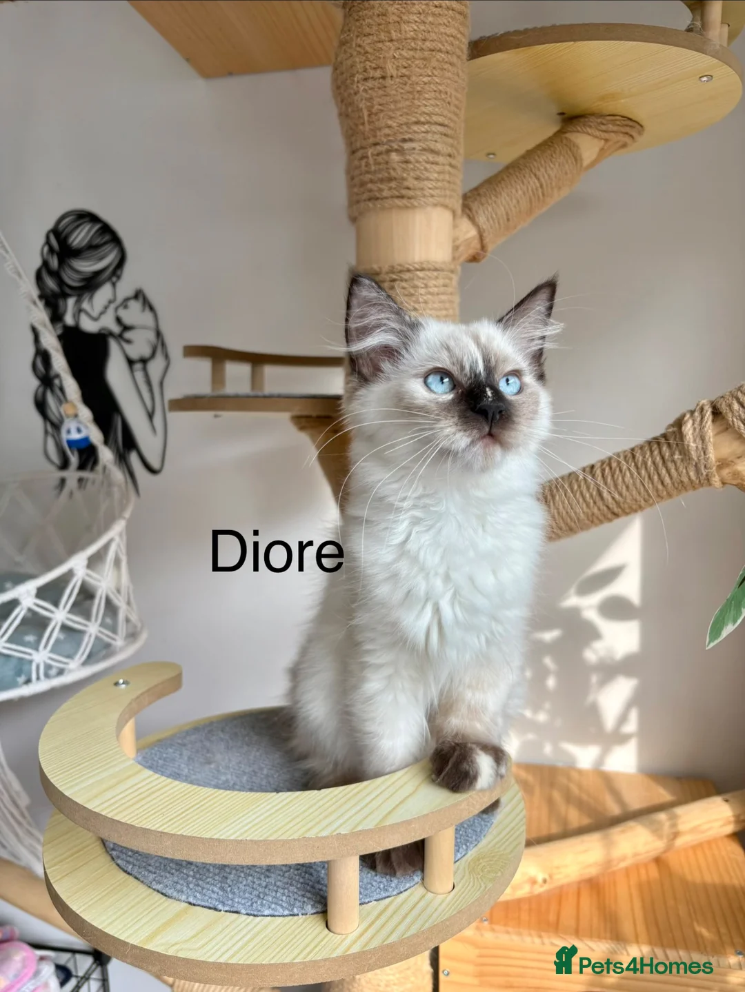 Ragdoll cats for sale: Beautiful ragdoll kittens  - Advert 11