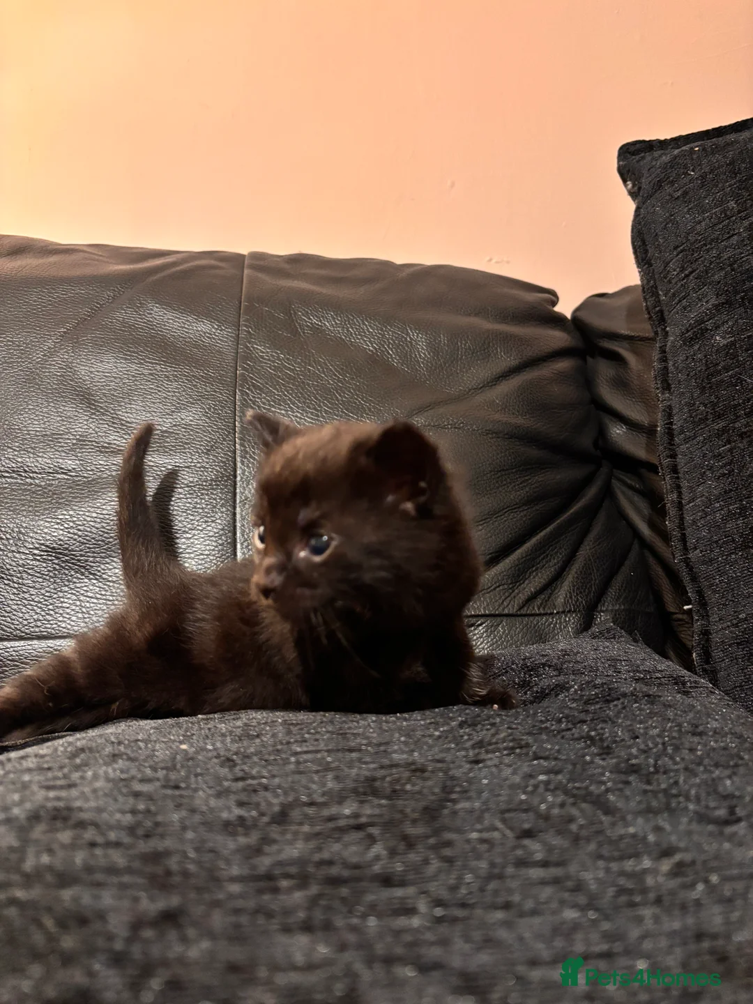Domestic Shorthair cats for sale: 2 Domestic LONGHAIR kittens  - Advert 19