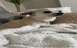 Chihuahua dogs for sale: Loyal Chihuahua Pair Seeking Loving Home - Image 2