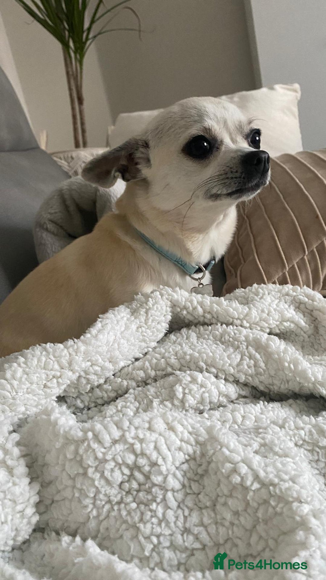 Chihuahua dogs for sale: Loyal Chihuahua Pair Seeking Loving Home - Image 2