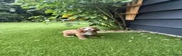 Cavapoo dogs for sale: Cavapoo puppies,health tested parents 5* licensed  - Advert 23
