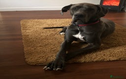 Great Dane dogs for sale: 7 chunky Great Dane puppies  - Image 14