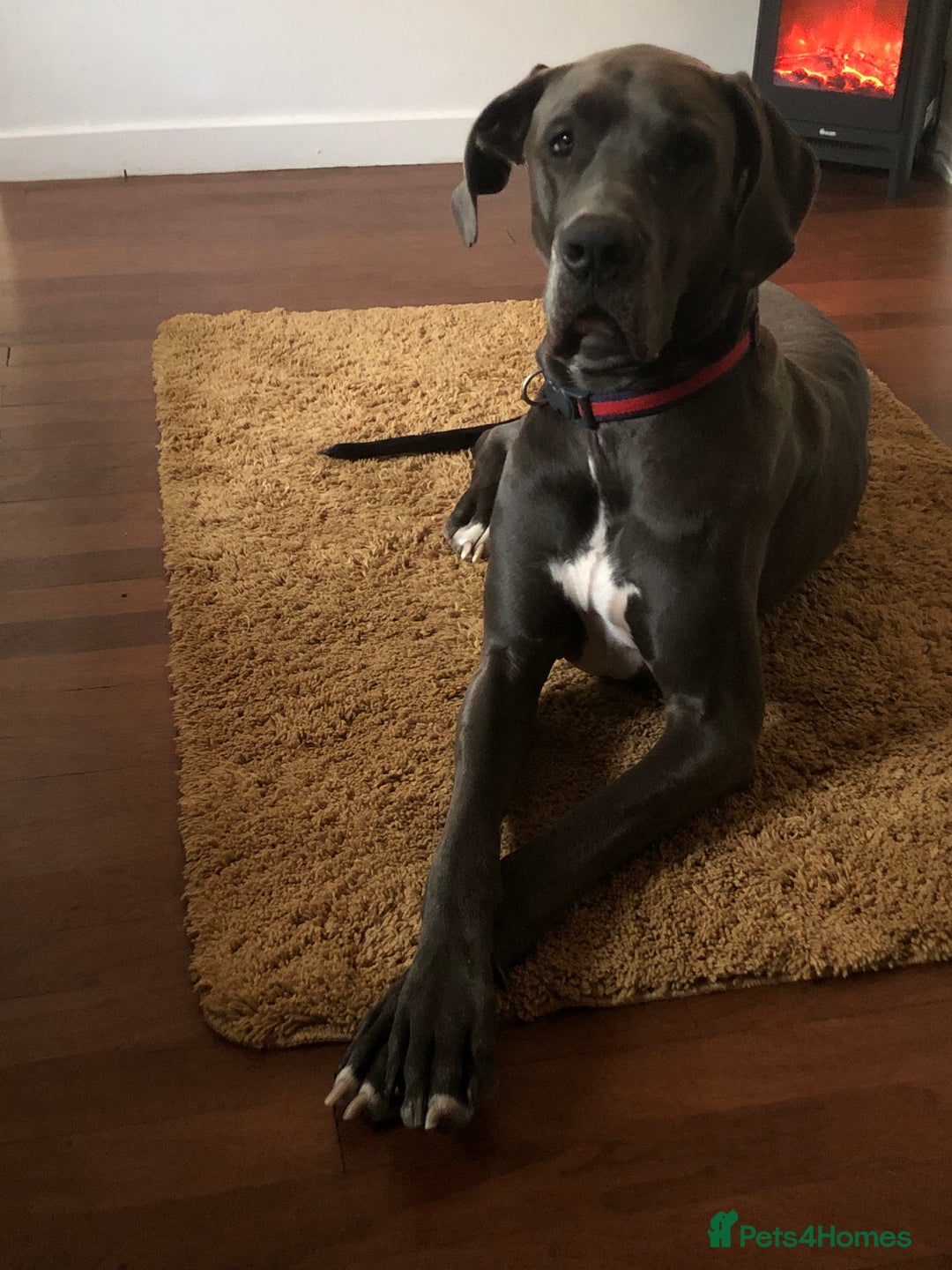 Great Dane dogs for sale: 7 chunky Great Dane puppies  - Image 14