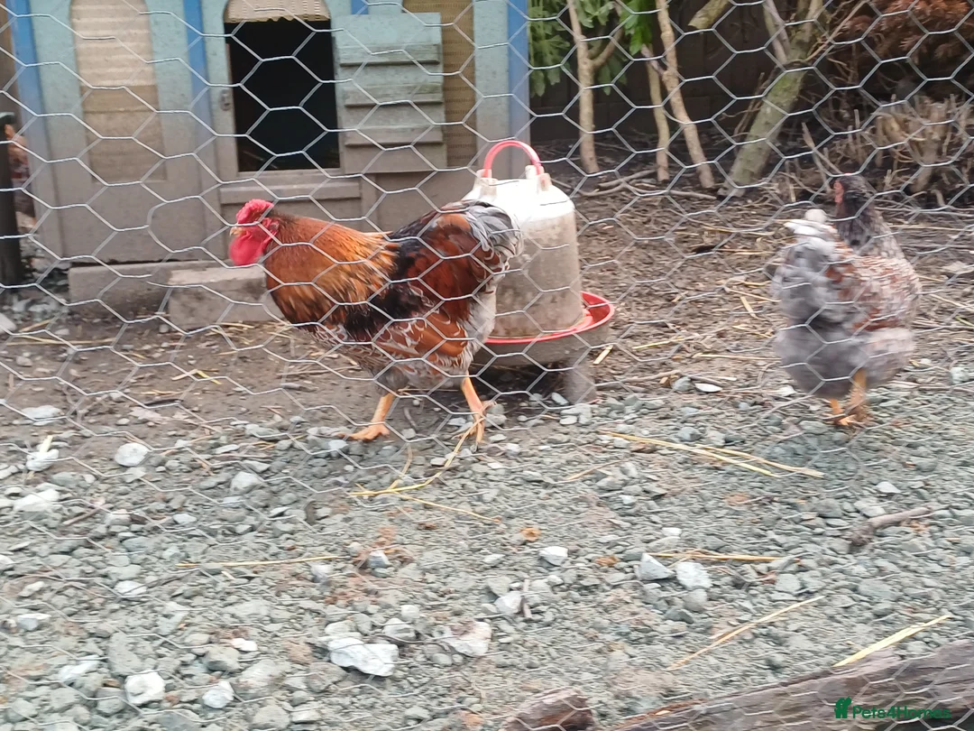 Chickens poultry for sale: Blue laced wynaddote bantam hatching eggs in Welshpool - Advert 2