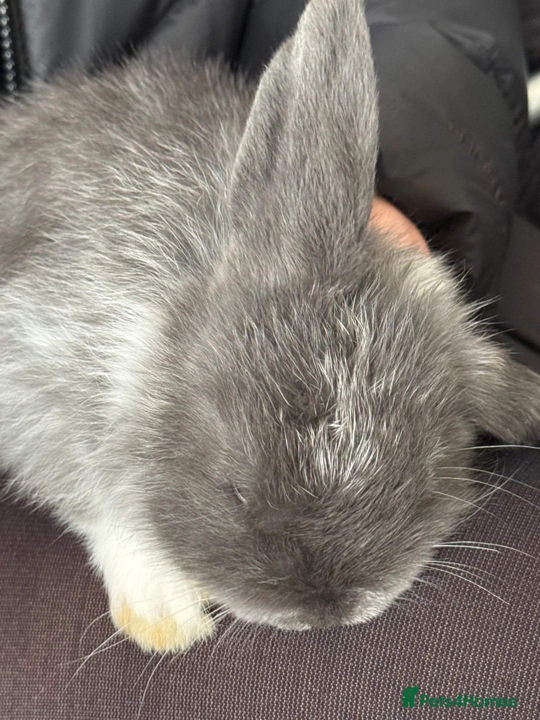 Mini Lop rabbits for sale: Mini lops  - Advert 2