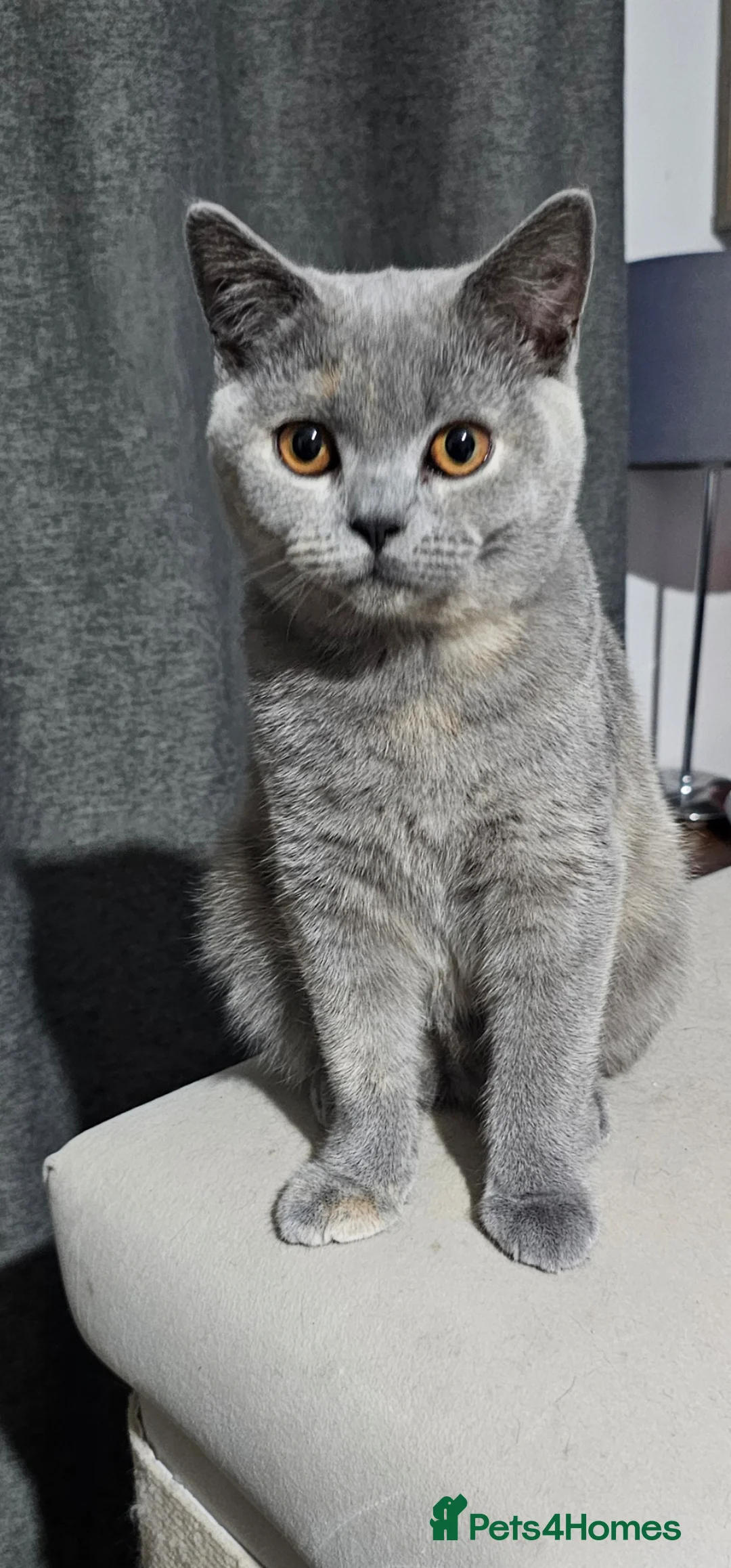 British Shorthair cats for sale: Beautiful and special British shorthair  - Advert 5