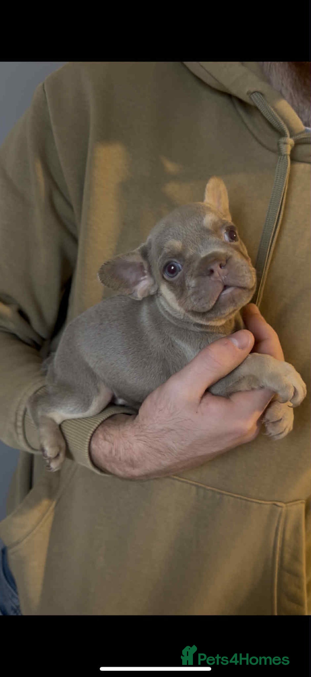 French Bulldog dogs for sale: French Bulldogs Fluffy - Advert 5