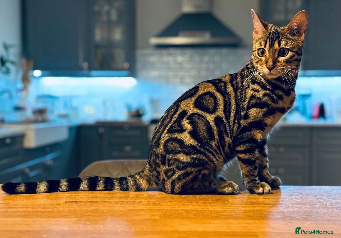 Bengal cats ⭐⭐⭐ Stunning Rare Charcoal Mink Bengal Kitten ⭐⭐⭐ - Advert 1