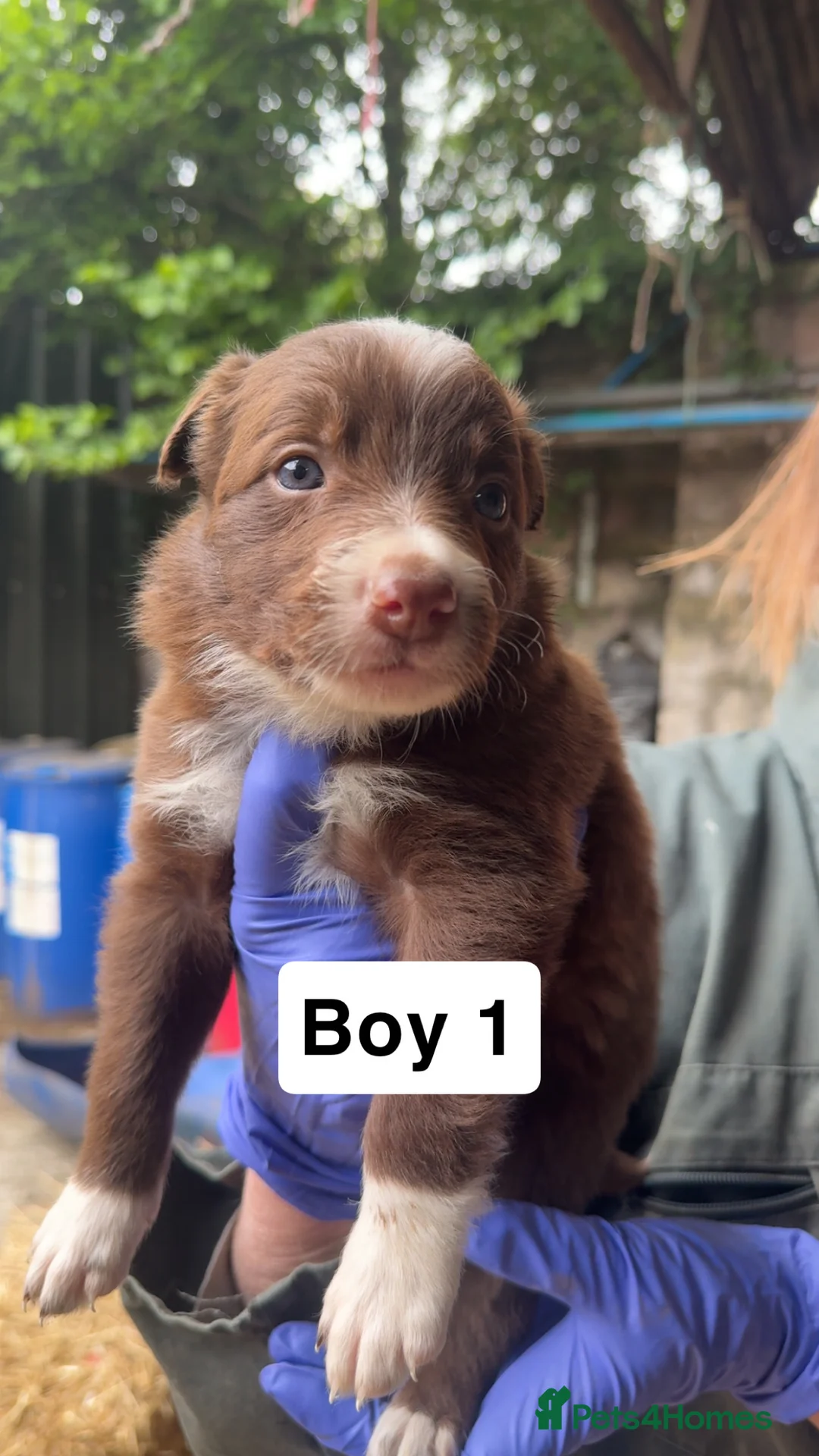 Border Collie dogs for sale: 8 working red/chocolate border collie puppies  - Advert 2