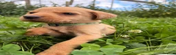 Labrador Retriever dogs for sale: Labrador pups ready to go Friday  - Advert 18