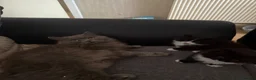 British Longhair cats for sale: Beautiful British long hair - Advert 3