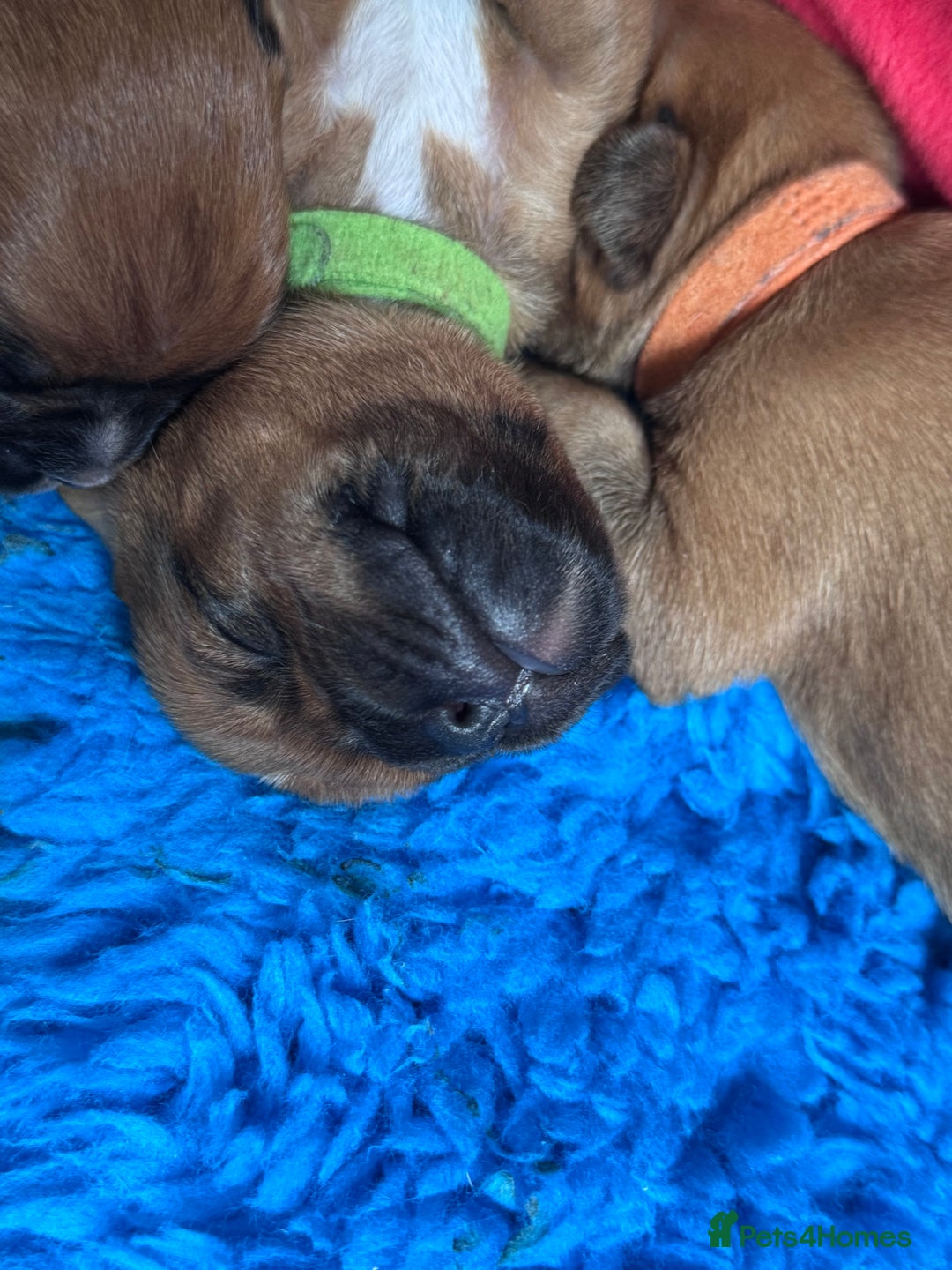 Boxer dogs for sale: 10 Boxer X Puppies - Ready 13th October - Image 26