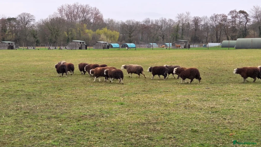 Sheep livestock for sale: 2025 Herdwick Ewe Lambs  - Advert 6