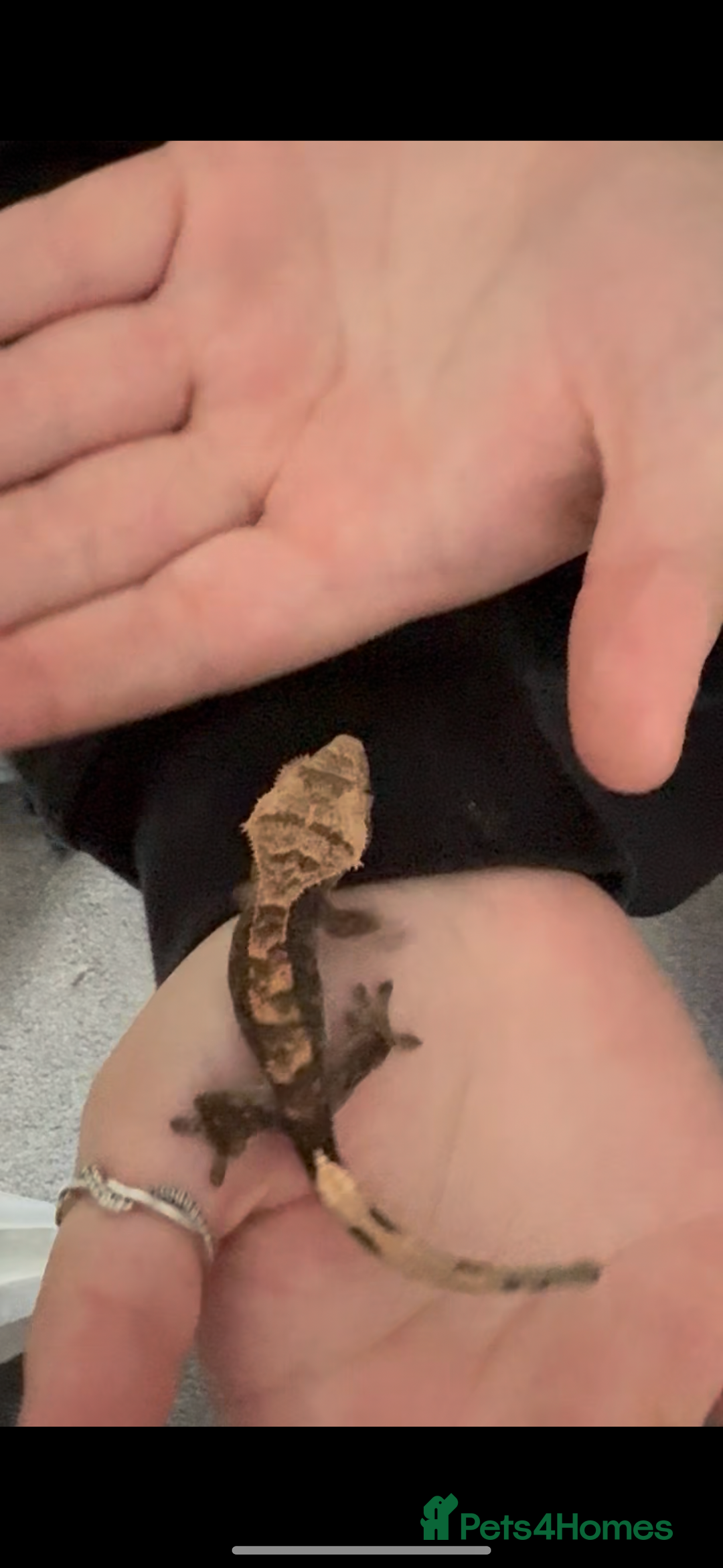 Gecko reptiles for sale: Crested gecko  - Image 6