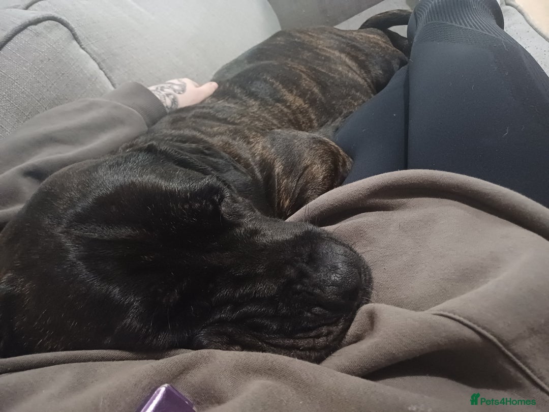 Mixed Breed dogs for sale: CANE CORSO X PRESA CANARIO PUPS £850 - Advert 6