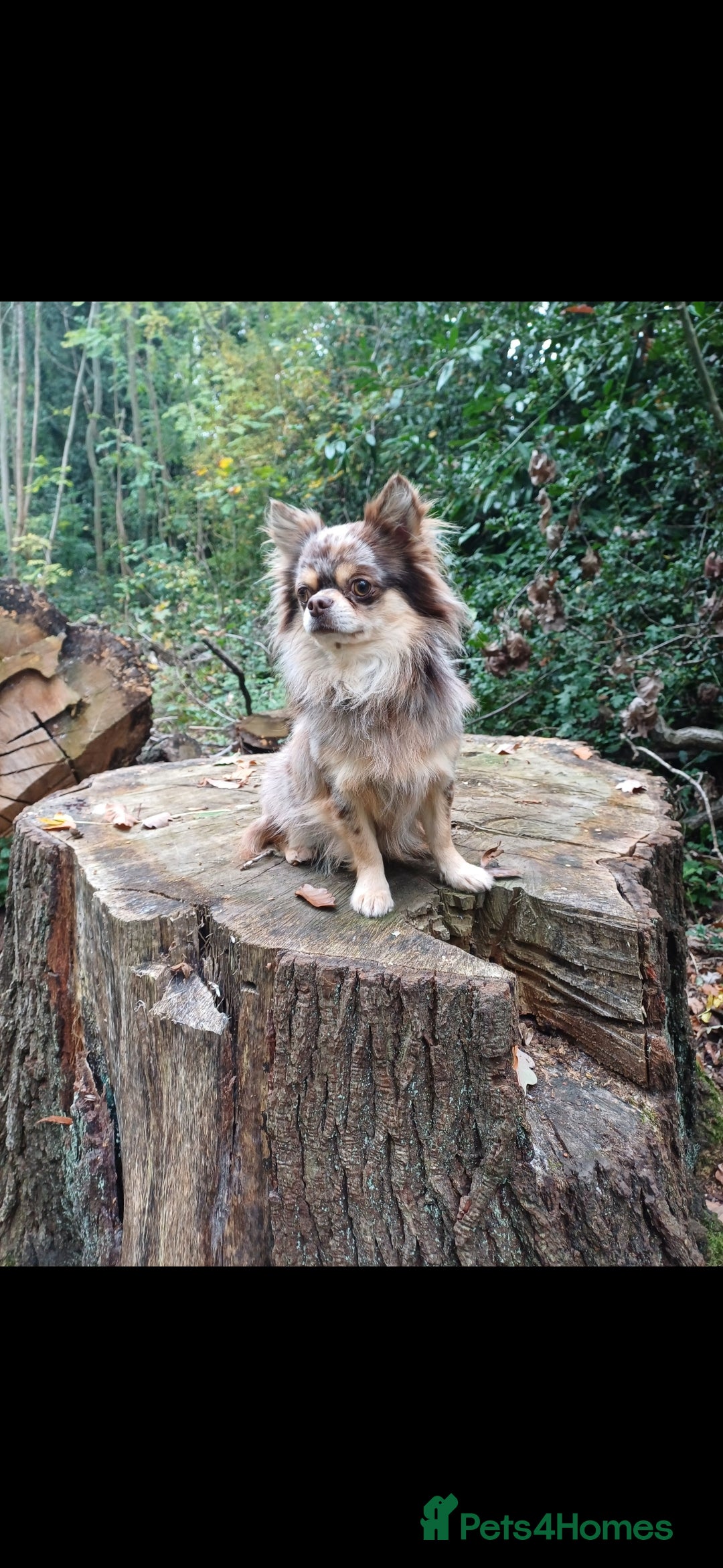 Chihuahua dogs for stud: MARLEY has arrived for stud🏆 k.c merle boy - Image 6