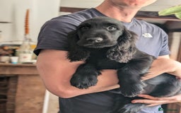Field Spaniel dogs for sale: Rare and vulnerable Field Spaniel puppies LAST FEW - Image 22