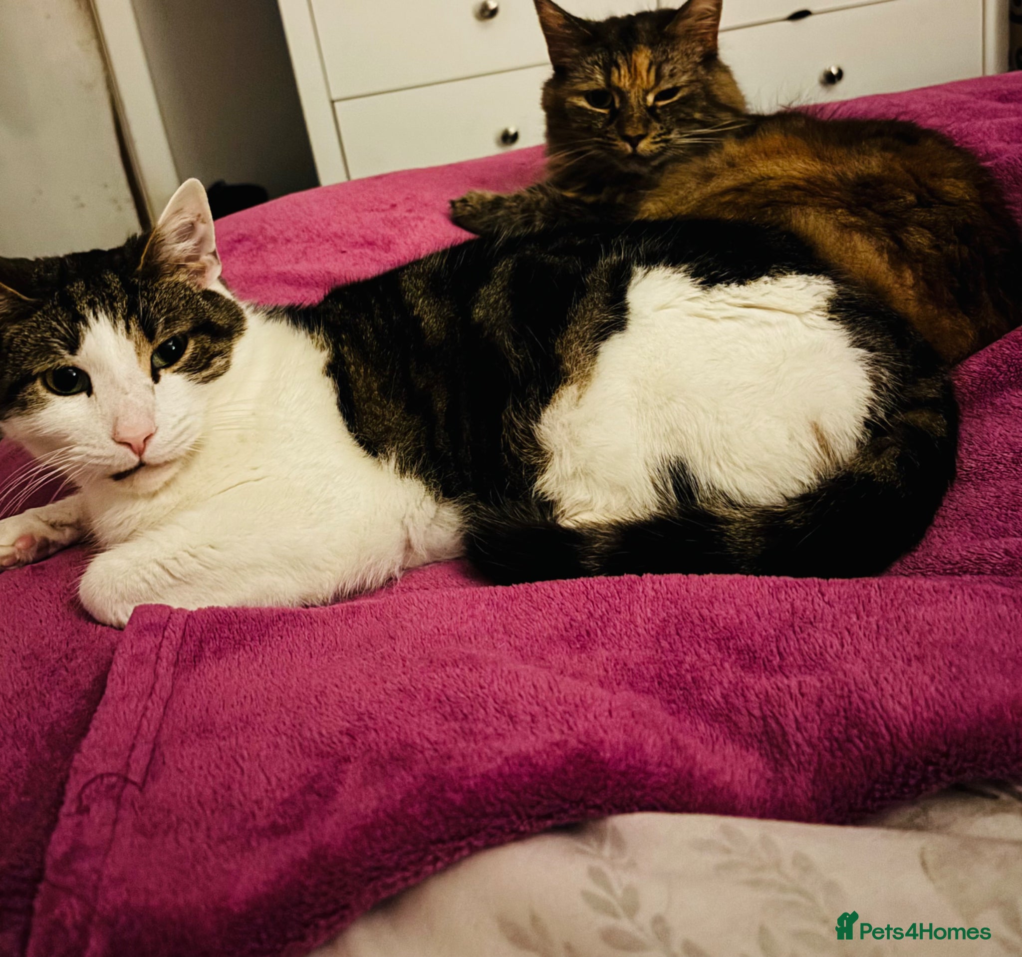 Domestic Shorthair cats Pixie and Thor - Advert 2