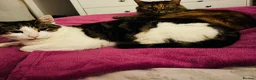 Domestic Shorthair cats for sale: Pixie and Thor in Buxton - Advert 1