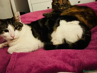 Domestic Shorthair cats Pixie and Thor - Advert 2