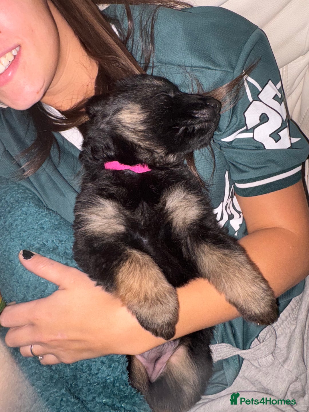 German Shepherd dogs for sale: 3 beautiful chunky boys  - Advert 2