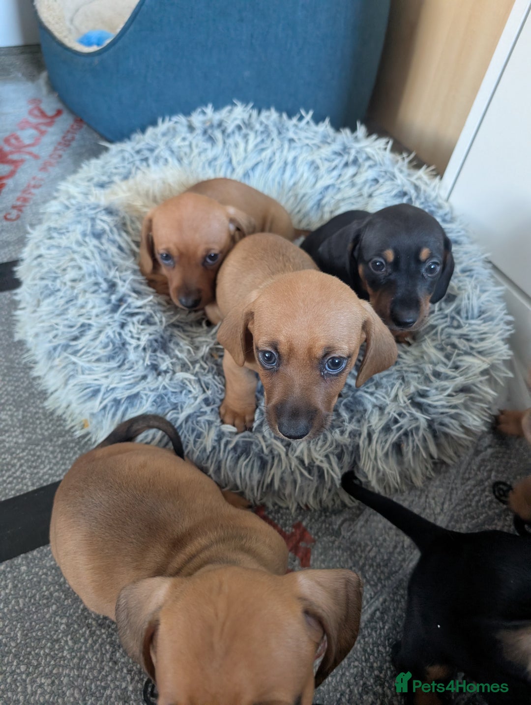 Dachshund dogs for sale: 5 week Old Dachshunds - Image 16