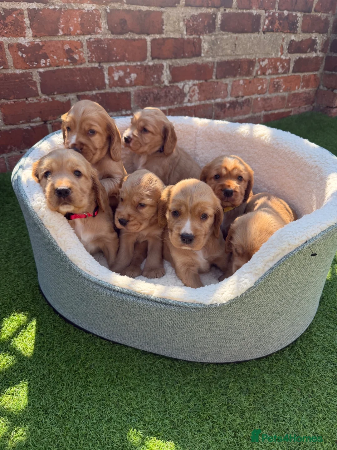 Cocker Spaniel dogs for sale: 🌟🌟🌟Beautiful English Gold Show Cocker Spaniel  - Advert 1