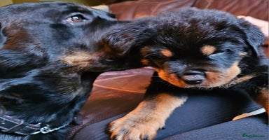 Rottweiler dogs in Great Yarmouth - Advert 8