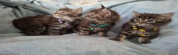 Mixed Breed cats for sale: 3x Beautiful maincoone cross kittens - Advert 8