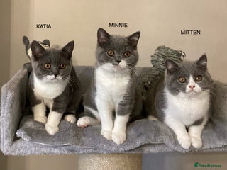 British Shorthair cats - Advert 24