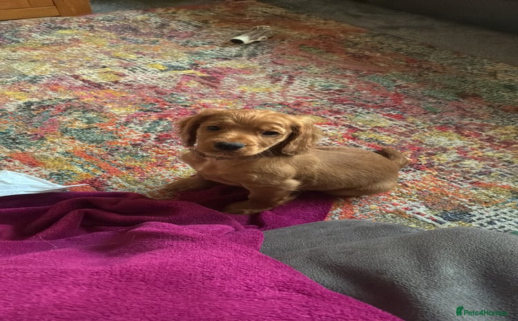 Cocker Spaniel dogs KC registered working cocker spaniel bitch puppy - Advert 4