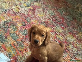 Cocker Spaniel dogs KC registered working cocker spaniel bitch puppy - Advert 3