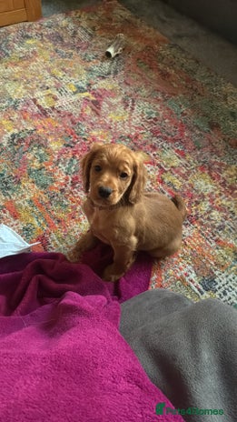Cocker Spaniel dogs KC registered working cocker spaniel bitch puppy - Advert 9