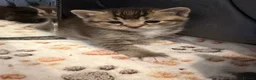 Scottish Fold cats for sale: Scottish fold kittens - Advert 21