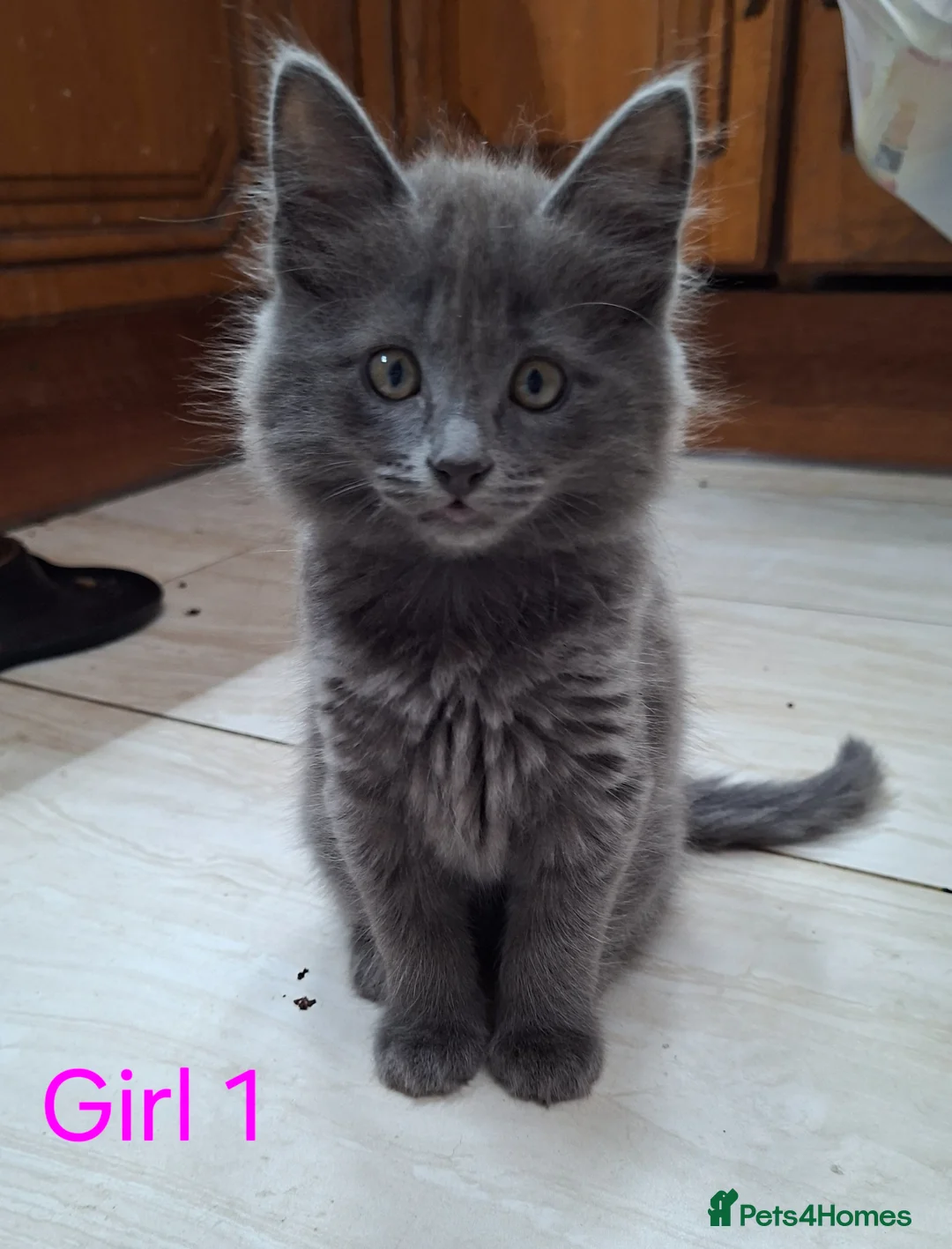 Russian Blue cats for sale: Gorgeous Russian Blue kittens - Advert 1