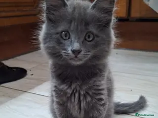 Russian Blue cats Gorgeous Russian Blue kittens - Advert 12