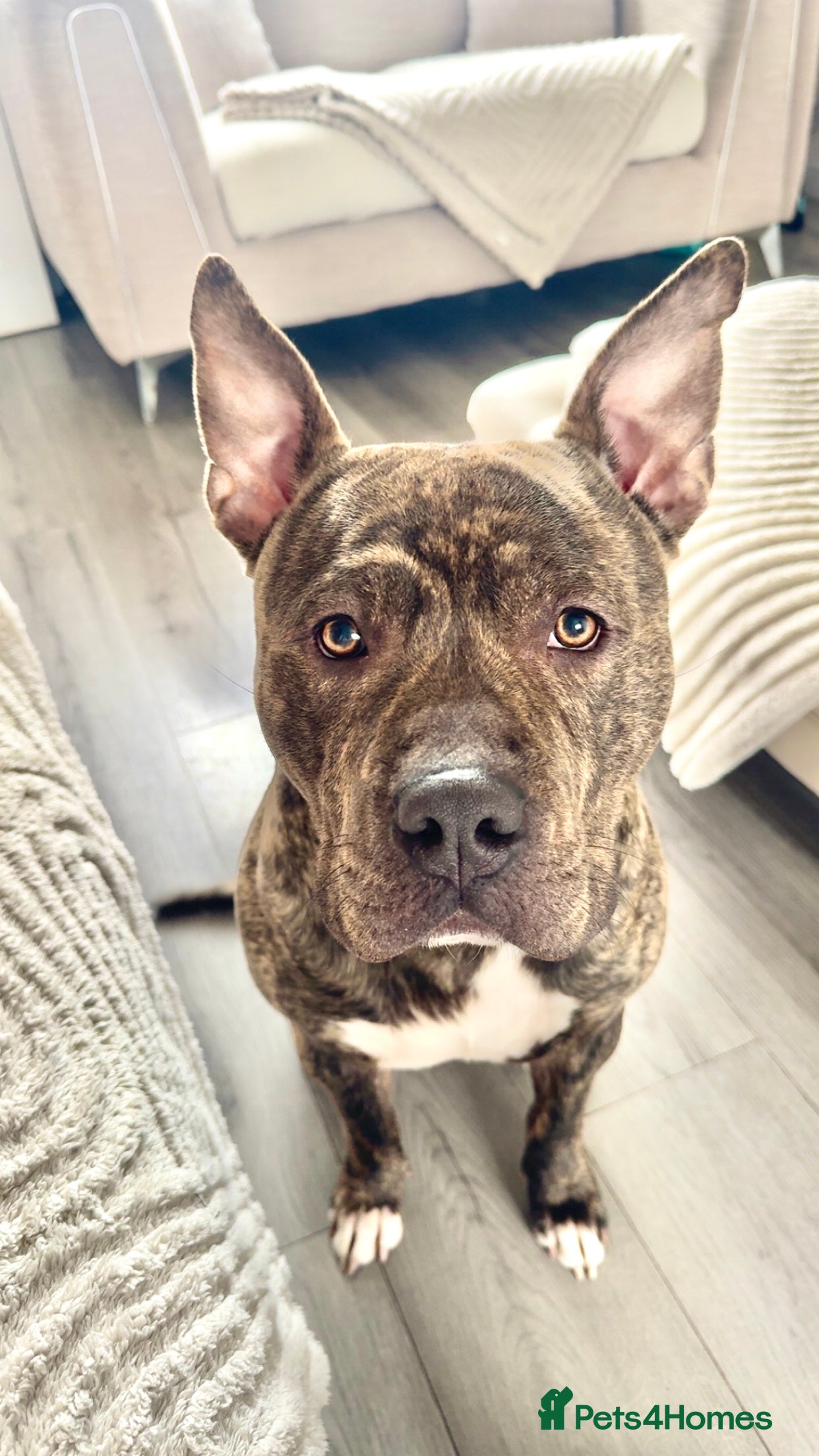 Staffordshire Bull Terrier dogs Staffordshire bull terrier  in Sunderland - Advert 1