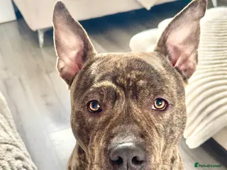 Staffordshire Bull Terrier dogs Staffordshire bull terrier in Sunderland - Advert 4