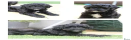 Mixed Breed dogs for sale: DNA tested Australian Labradoodle puppies - Advert 6
