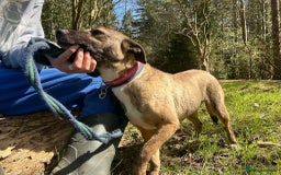 Mixed Breed dogs for adoption: Phoenix - Norwich Norfolk  - Image 15