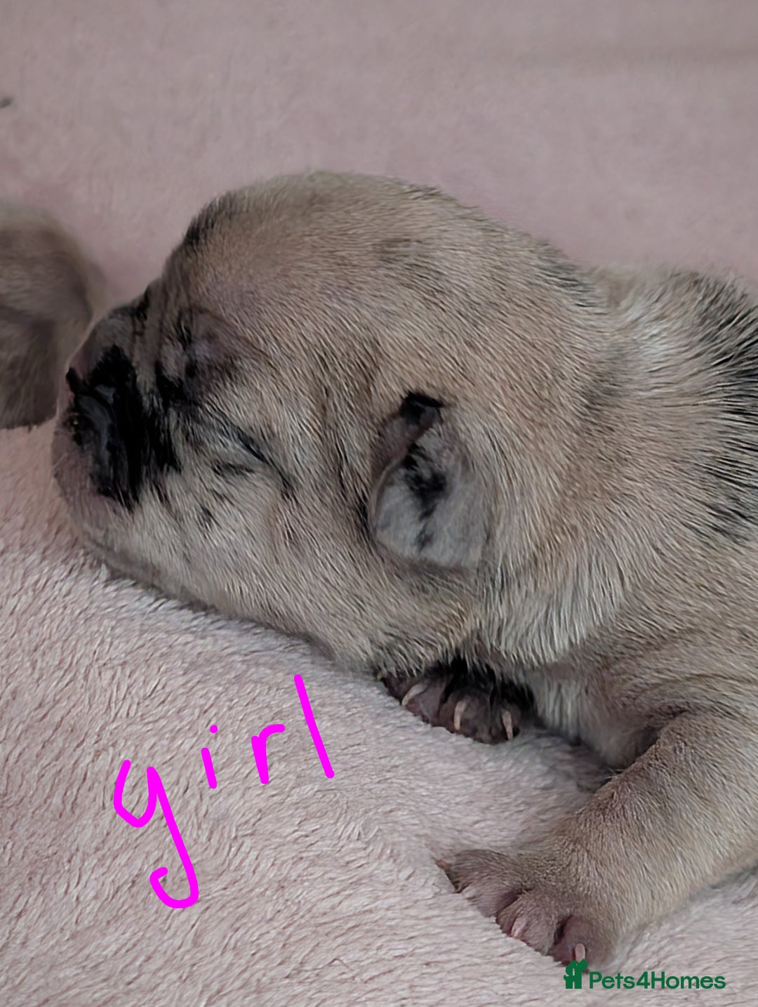 Frug dogs for sale: Beautiful litter of frugs  - Advert 24