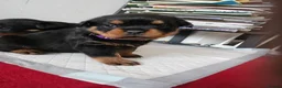 Rottweiler dogs for sale: Pure Pedigree Rottweiler Puppies - Advert 13