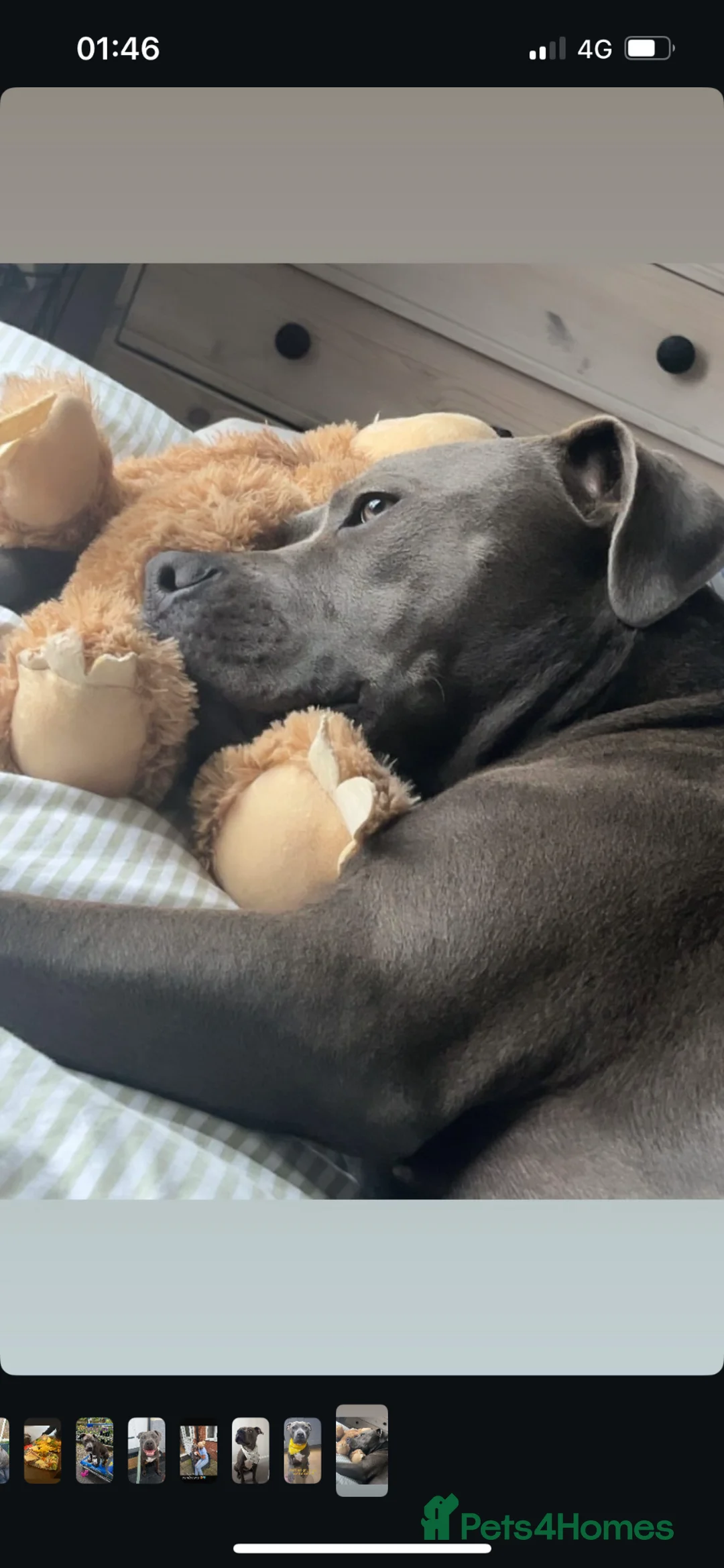 Mixed Breed dogs for sale: Rehome Cane corso cross - Advert 9