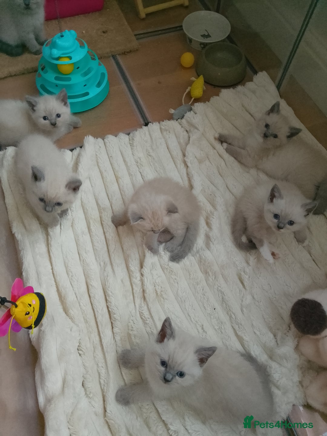 Ragdoll cats for sale: 4 stunning ragdoll kittens left - Image 13