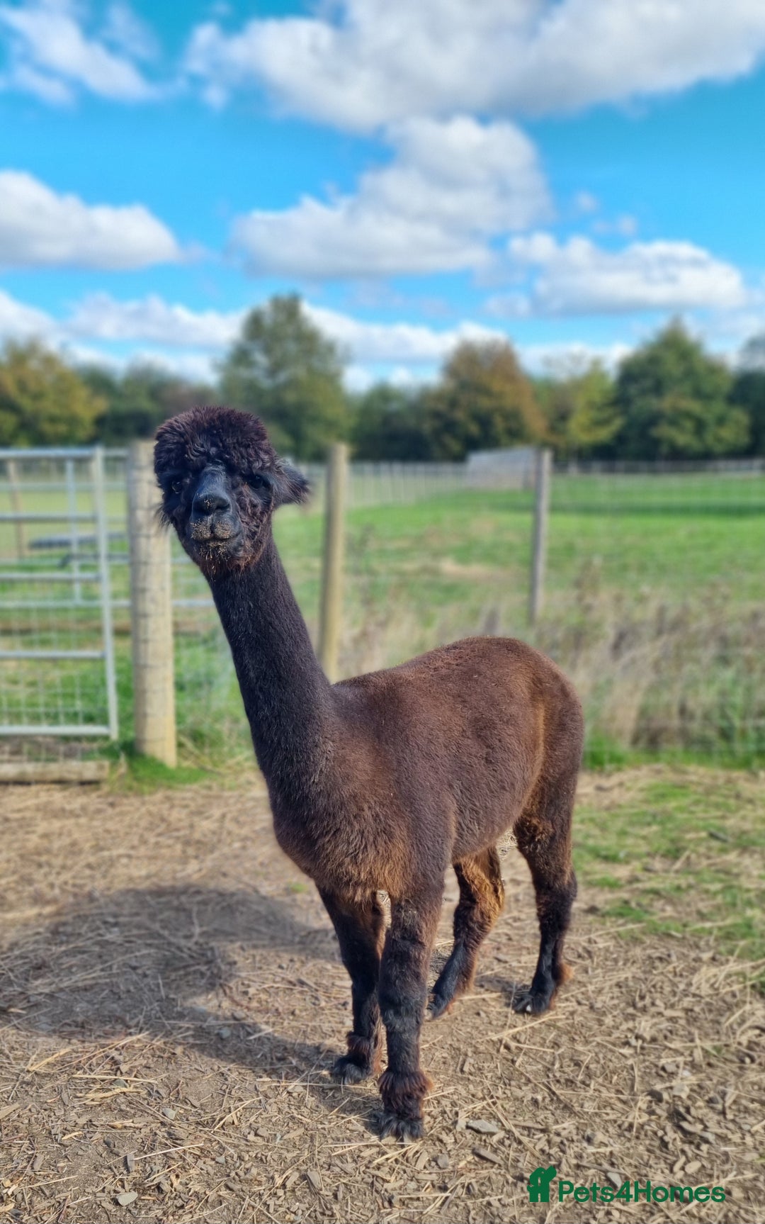 Alpaca livestock for sale: 6 Pedigree Female Alpacas - Image 7