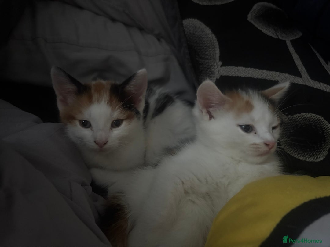 Mixed Breed cats for sale: gorgeous kittens - Image 5