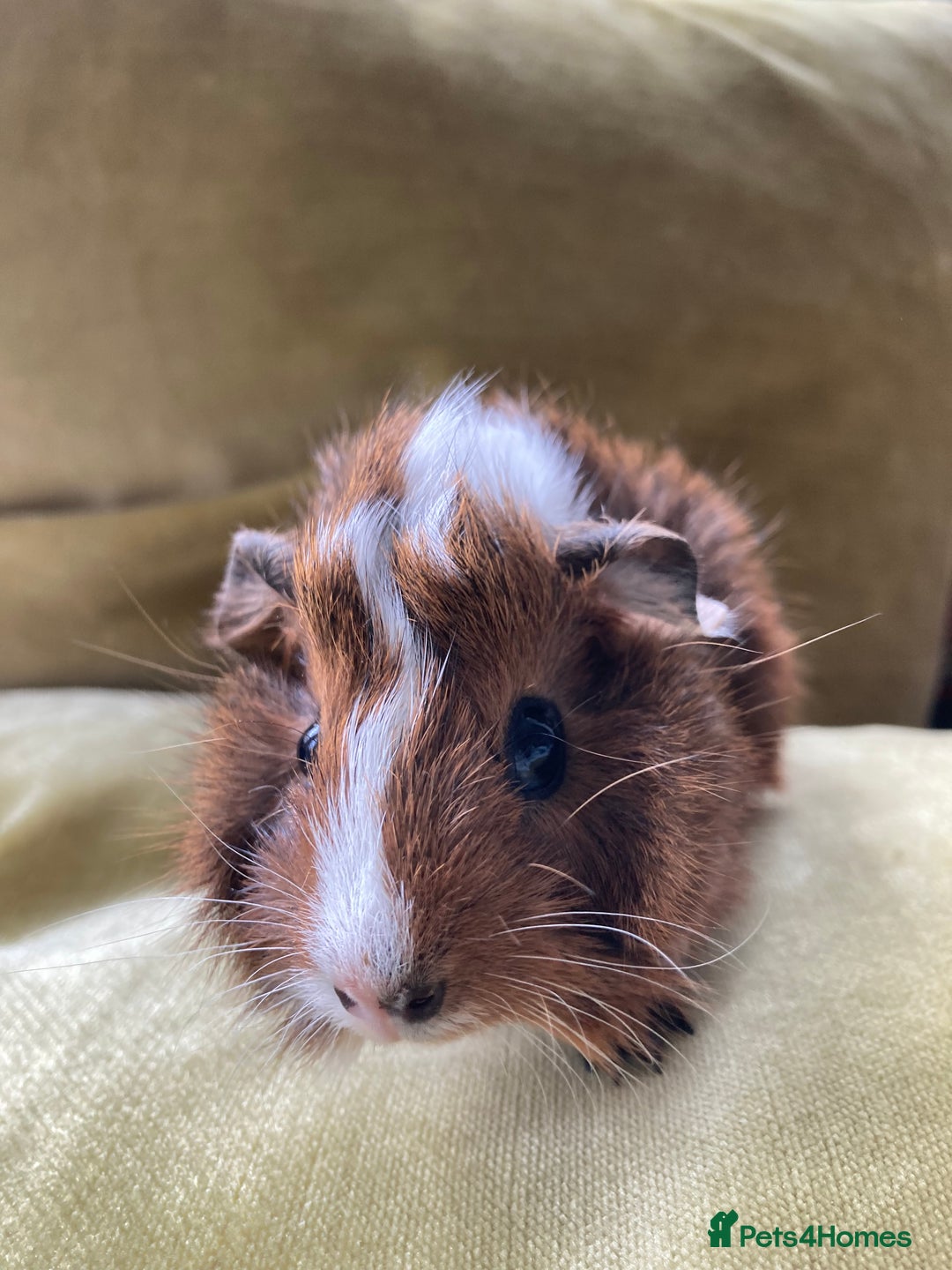 Guinea Pig rodents for sale: Two beautiful little brothers Brighton - Image 2